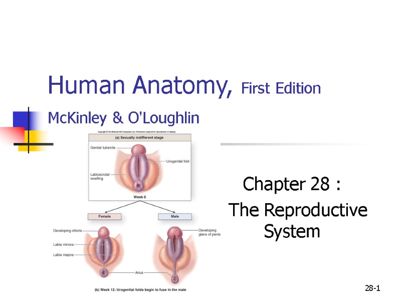 28-1 Human Anatomy, First Edition McKinley & O'Loughlin  Chapter 28 :  